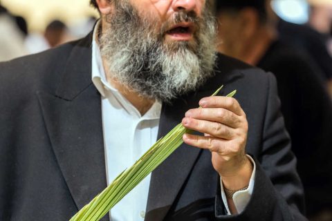 לולב