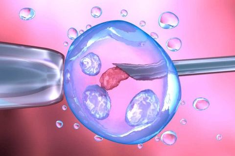 הזרעה מלאכותית